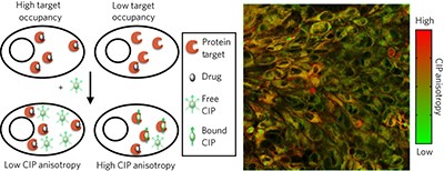 Quantitating drug-target engagement in single cells <i>in vitro</i> and <i>in vivo</i>