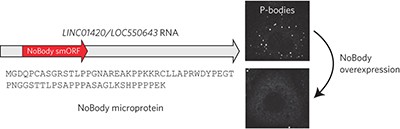 A human microprotein that interacts with the mRNA decapping complex