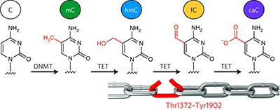 Mutations along a TET2 active site scaffold stall oxidation at 5-hydroxymethylcytosine