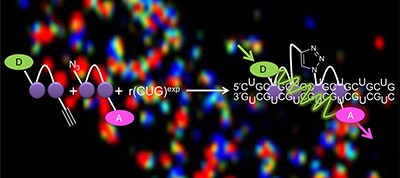 Precise small-molecule recognition of a toxic CUG RNA repeat expansion