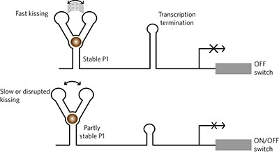 Single-molecule analysis reveals multi-state folding of a guanine riboswitch