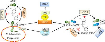 Inhibition of innate immune cytosolic surveillance by an <i>M. tuberculosis</i> phosphodiesterase