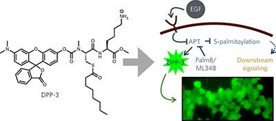 A fluorescent probe for cysteine depalmitoylation reveals dynamic APT signaling