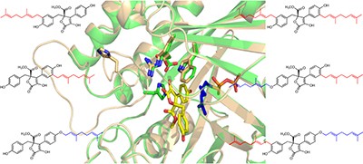 Molecular insights into the enzyme promiscuity of an aromatic prenyltransferase