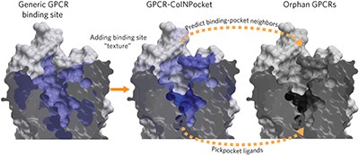RETRACTED ARTICLE: Orphan receptor ligand discovery by pickpocketing pharmacological neighbors