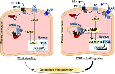 β<sub>2</sub>-adrenergic receptor control of endosomal PTH receptor signaling via Gβγ