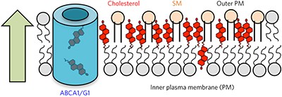 Orthogonal lipid sensors identify transbilayer asymmetry of plasma membrane cholesterol