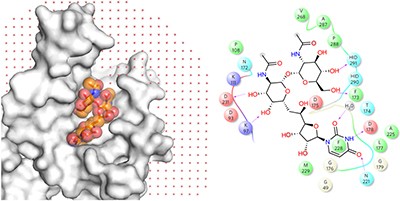MraY–antibiotic complex reveals details of tunicamycin mode of action