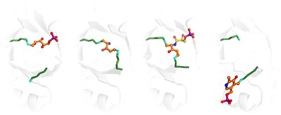 Lysine relay mechanism coordinates intermediate transfer in vitamin B6 biosynthesis