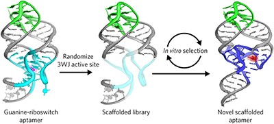 Recurrent RNA motifs as scaffolds for genetically encodable small-molecule biosensors