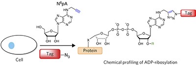 Chemical proteomics reveals ADP-ribosylation of small GTPases during oxidative stress