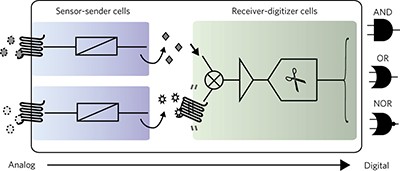 Designed cell consortia as fragrance-programmable analog-to-digital converters