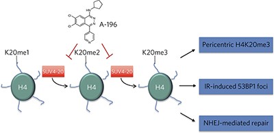 The SUV4-20 inhibitor A-196 verifies a role for epigenetics in genomic integrity