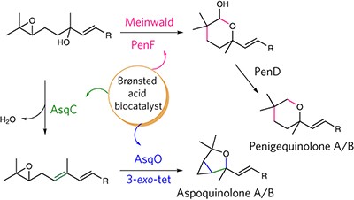 Enzyme-catalyzed cationic epoxide rearrangements in quinolone alkaloid biosynthesis