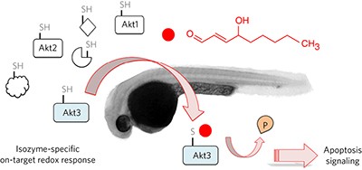 Akt3 is a privileged first responder in isozyme-specific electrophile response