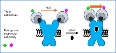 HTS-compatible FRET-based conformational sensors clarify membrane receptor activation