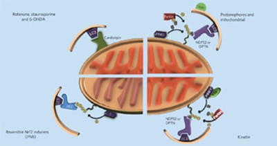 The pharmacological regulation of cellular mitophagy