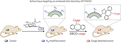 Selective <i>in vivo</i> metabolic cell-labeling-mediated cancer targeting