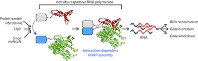 Evolution of a split RNA polymerase as a versatile biosensor platform
