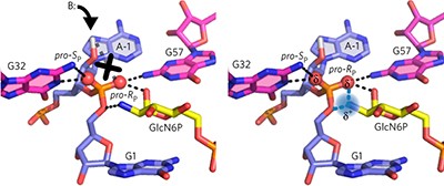 The GlcN6P cofactor plays multiple catalytic roles in the <i>glmS</i> ribozyme