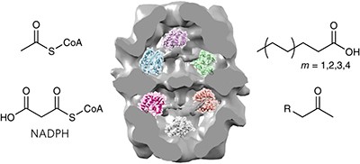 Expanding the product portfolio of fungal type I fatty acid synthases