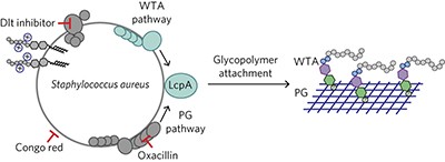 <i>In vitro</i> reconstitution demonstrates the cell wall ligase activity of LCP proteins