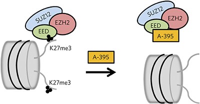 The EED protein–protein interaction inhibitor A-395 inactivates the PRC2 complex