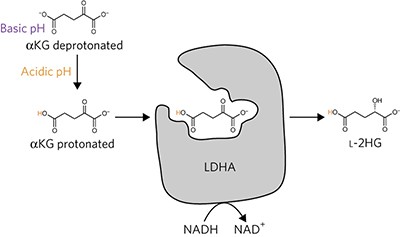 <span class="small-caps u-small-caps">L</span>-2-Hydroxyglutarate production arises from noncanonical enzyme function at acidic pH