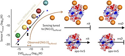 A tight tunable range for Ni(<span class="small-caps u-small-caps">II</span>) sensing and buffering in cells