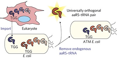 An orthogonalized platform for genetic code expansion in both bacteria and eukaryotes