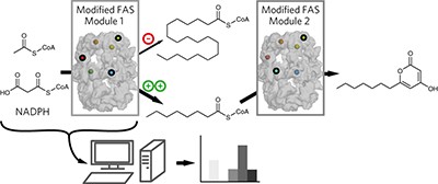 Engineering fatty acid synthases for directed polyketide production