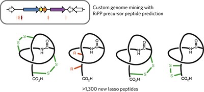 A new genome-mining tool redefines the lasso peptide biosynthetic landscape