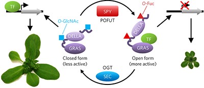 The <i>Arabidopsis O</i>-fucosyltransferase SPINDLY activates nuclear growth repressor DELLA