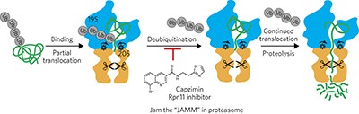 Capzimin is a potent and specific inhibitor of proteasome isopeptidase Rpn11
