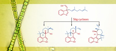 Decoding cyclase-dependent assembly of hapalindole and fischerindole alkaloids