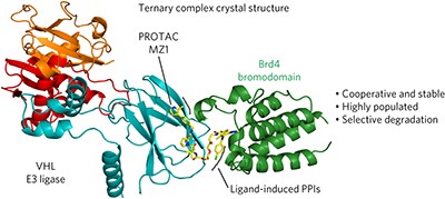 Structural basis of PROTAC cooperative recognition for selective protein degradation