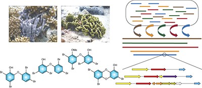 Metagenomic discovery of polybrominated diphenyl ether biosynthesis by marine sponges