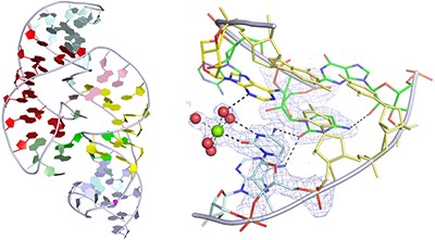 The structure of a nucleolytic ribozyme that employs a catalytic metal ion