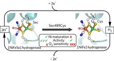 The direct role of selenocysteine in [NiFeSe] hydrogenase maturation and catalysis