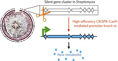 CRISPR–Cas9 strategy for activation of silent <i>Streptomyces</i> biosynthetic gene clusters