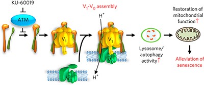 Chemical screening identifies ATM as a target for alleviating senescence