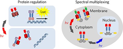 Near-infrared optogenetic pair for protein regulation and spectral multiplexing