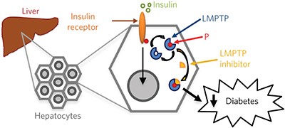 Diabetes reversal by inhibition of the low-molecular-weight tyrosine phosphatase