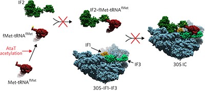AtaT blocks translation initiation by N-acetylation of the initiator tRNA<sup>fMet</sup>