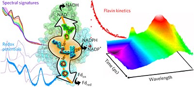 Mechanistic insights into energy conservation by flavin-based electron bifurcation