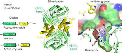 Insights into activity and inhibition from the crystal structure of human O-GlcNAcase