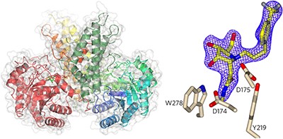 Structural and functional insight into human O-GlcNAcase