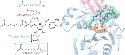 The pimeloyl-CoA synthetase BioW defines a new fold for adenylate-forming enzymes