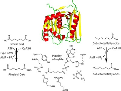 Using the pimeloyl-CoA synthetase adenylation fold to synthesize fatty acid thioesters