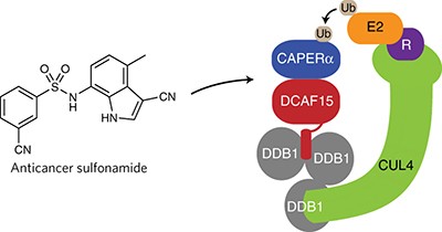 Selective degradation of splicing factor CAPERα by anticancer sulfonamides